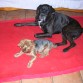 Este BOXER de pelo negro es el NEN. El otro es el PISTULIN. Un YORSHIKE TERRIER tambien pedigrí. 